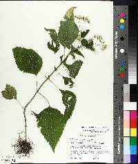 Ageratina altissima image