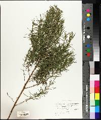 Artemisia dracunculus image