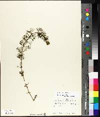 Bidens beckii image