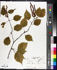 Betula papyrifera image