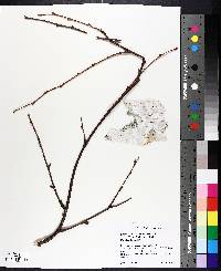 Betula papyrifera image