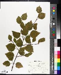 Betula occidentalis image