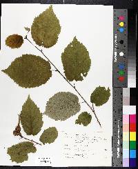 Corylus cornuta image