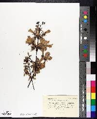 Jacaranda acutifolia image