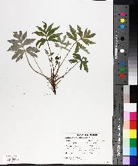 Hydrophyllum virginianum image