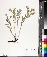 Lithospermum canescens image