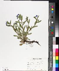 Myosotis scorpioides image