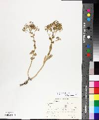 Lepidium draba image