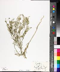 Lepidium densiflorum image