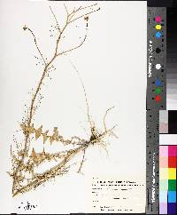 Sisymbrium altissimum image