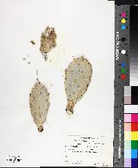 Opuntia stricta image