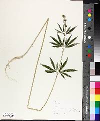 Cannabis sativa image