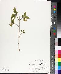 Lonicera canadensis image