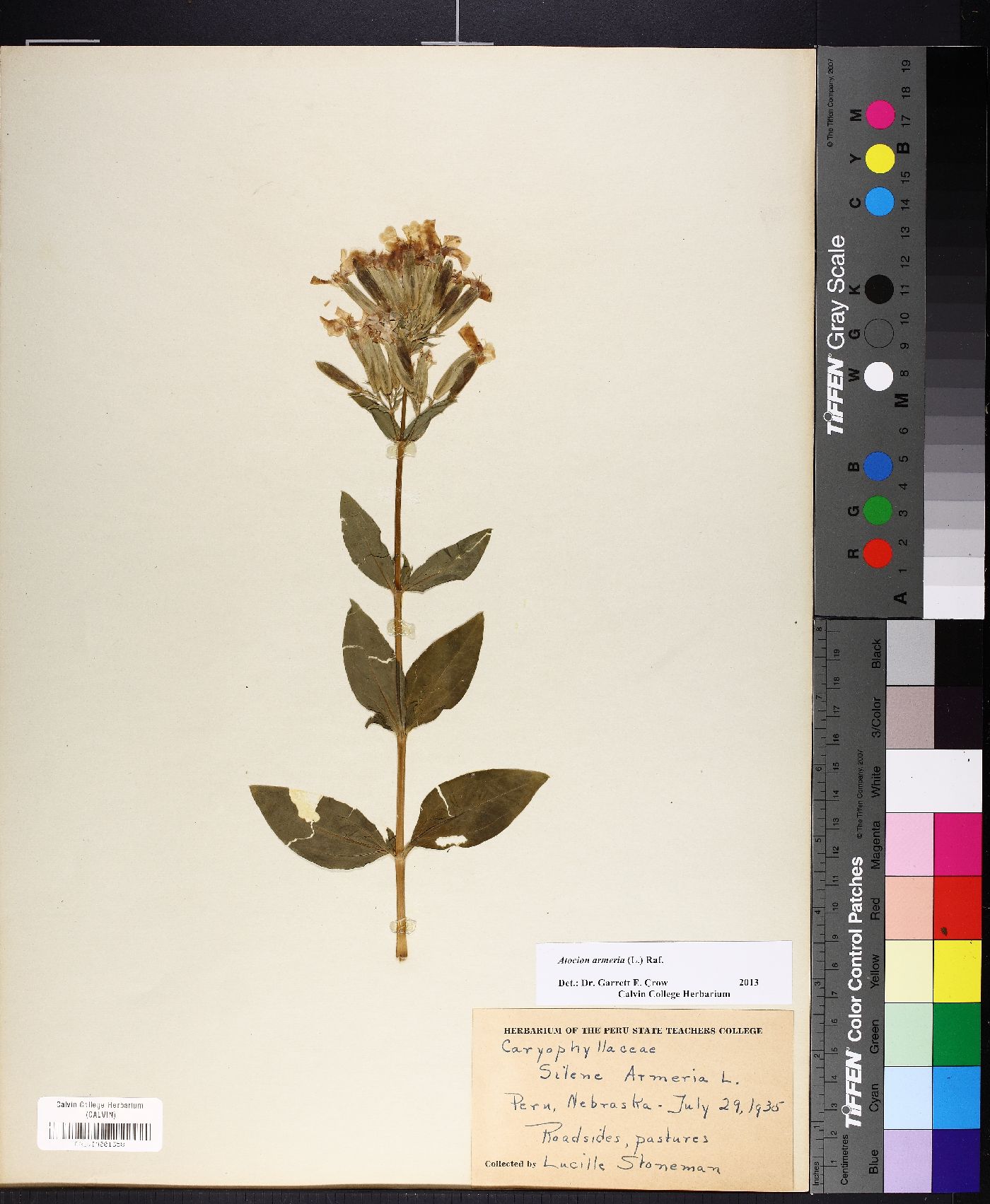 Atocion armeria image