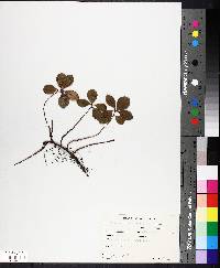 Gaultheria procumbens image