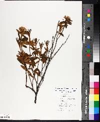 Rhododendron groenlandicum image