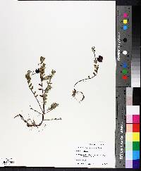 Vaccinium macrocarpon image