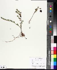 Vaccinium macrocarpon image