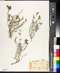 Astragalus missouriensis image