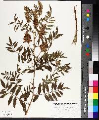 Glycyrrhiza lepidota image