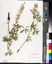 Lupinus argenteus var. laxiflorus image