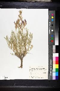 Oxytropis lambertii image