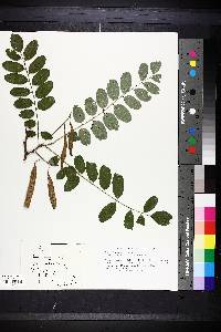 Robinia pseudoacacia image