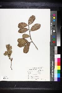 Quercus geminata image