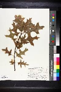 Quercus palustris image