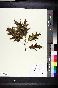 Quercus rubra image