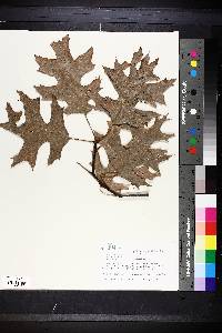 Quercus velutina image