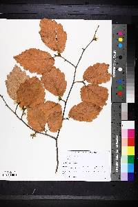 Hamamelis virginiana image