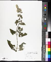 Nepeta cataria image