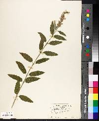 Teucrium canadense var. occidentale image