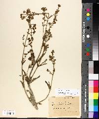 Mirabilis albida image