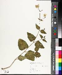 Mirabilis nyctaginea image