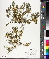 Corydalis aurea image