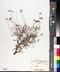 Eriogonum multiceps image