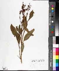 Rumex altissimus image