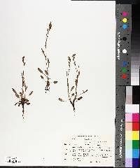 Rumex acetosella image