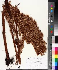 Rumex orbiculatus image