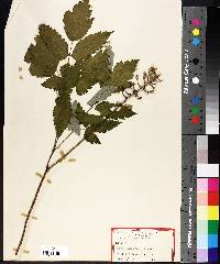 Actaea alba image