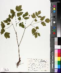 Actaea rubra image