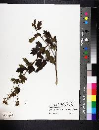 Thalictrum dasycarpum image