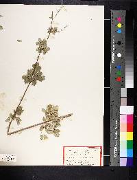 Thalictrum dasycarpum image