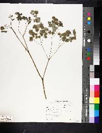 Thalictrum dioicum image