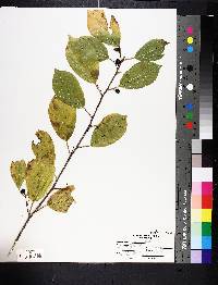 Rhamnus cathartica image