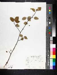 Amelanchier laevis image