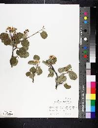 Amelanchier utahensis image