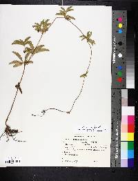 Potentilla simplex image